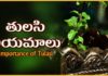 Importance of Tulasi,Holy Basil,Tulasi Niyamalu,Prathi Udayam Mana kosam,Importance and significance of Tulasi plant,Tulasi is a sacred plant,Hindu Religion,Tulasi plant in the house is very ascipious,Rama tulasi,Krishna tulasi,Tulasi plants also used in Ayurveda medicines,tulasi cures more diseases and even depression,earthly manifestation of the goddess Tulasi,consort of the god Vishnu,ritualistic worship of Vishnu,Importance of Tulasi Plant