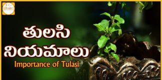 Importance of Tulasi,Holy Basil,Tulasi Niyamalu,Prathi Udayam Mana kosam,Importance and significance of Tulasi plant,Tulasi is a sacred plant,Hindu Religion,Tulasi plant in the house is very ascipious,Rama tulasi,Krishna tulasi,Tulasi plants also used in Ayurveda medicines,tulasi cures more diseases and even depression,earthly manifestation of the goddess Tulasi,consort of the god Vishnu,ritualistic worship of Vishnu,Importance of Tulasi Plant