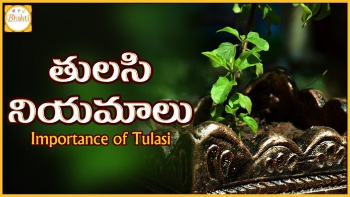 Importance of Tulasi,Holy Basil,Tulasi Niyamalu,Prathi Udayam Mana kosam,Importance and significance of Tulasi plant,Tulasi is a sacred plant,Hindu Religion,Tulasi plant in the house is very ascipious,Rama tulasi,Krishna tulasi,Tulasi plants also used in Ayurveda medicines,tulasi cures more diseases and even depression,earthly manifestation of the goddess Tulasi,consort of the god Vishnu,ritualistic worship of Vishnu,Importance of Tulasi Plant