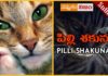 Superstitions about Cats,superstitions,black cats,black cat,Superstition or Belief,Nammakam Nijam,Bhakti,people believe cats,considered bad luck,superstitions associated with cats,Pilli Shakunam,devotional