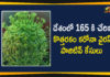 Coronavirus Strain, Coronavirus Strain Cases, Coronavirus Strain In India, Coronavirus Strain in Telangana, India New Coronavirus Strain, India New Coronavirus Strain Cases, Mango News Telugu, New Coronavirus Strain Cases, New Coronavirus Strain Cases in India, New Coronavirus Strain in India, New Coronavirus Strain India Live Updates, New Coronavirus Strain Latest News, New Coronavirus Strain Live Updates, UK Mutant Strain