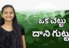 Biblical Mystery of the Olive Tree - Zion Ministries,Mango News,Mango News Telugu,ఒక చెట్టు దాని గుట్టు,Significance and Uses of the Olive Tree,Biblical Mystery of the Olive Tree,Zion Ministries,olive tree,olive tree uses,olive tree benefits,biblical characteristics of an olive tree olive tree importance,olive tree meaning,bible verses about olive oil significance of olive oil in the bible,Significance Of Olive Tree In Bible,olive oil,health benefits of olive oil,olive tree facts,trees in the bible,bible verses on olive tree