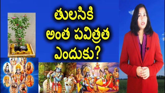 Why Do We Worship Tulsi Plant?,Interesting Facts and Importance of Tulsi,YUVARAJ infotainment,tulsi plant,tulsi,tulsi leaves,history of tulsi plant,story of tulsi,worshipping tulsi plant,tulsi leaves uses,benefits of tulsi,health benefits of tulsi leaves,tulsi in hinduism,tulsi plant uses,holy basil,basli plant,holy basil plant,impotance of tulsi in hinduism,benefits of holy basil leaves,hindu traditions,interesting facts about hindu,tulsi at home