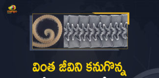 1 millipede 1 306 legs, 306 legs, A creature with 1306 legs discovered, a millipede with 1, discovered in Australia, First ever millipede with 1000 legs discovered in Australia, Mango News, Marvel of evolution, Millipede, Researchers discovered the world’s leggiest animal, The first true millipede, World`s leggiest creature, World’s Leggiest Creature A Millipede With 1306 Legs, World’s Leggiest Creature Was Found, World’s Leggiest Creature Was Found In Australia