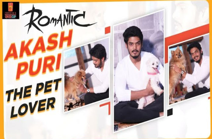 coffeeinchaicup,Akashpuri,Romantic,Romanticmovie,Ketikasharma,Tollywood,Akashpuripetlover,RomanticAkashpuri,Purijagannadh,whatdoyouwant,naavallakadhe,meranaamvascodagama,ifyouremadiamyourdad,nuvvunenuekshanam,Ramyakrishna,Mandirabedi,TFI,Prabhas,Movie,telugucinema,pomerian,Labrador,dogs,doglover,turtles,minipom,husky,paws