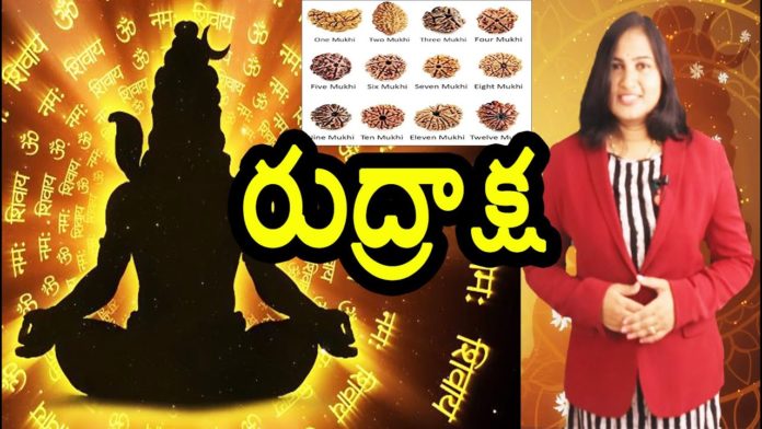Interesting Facts About Rudraksha and Different Types of Rudraksha - YUVARAJ infotainment, Interesting Facts About Rudraksha,Different Types of Rudraksha,Lord Shiva,YUVARAJ infotainment, lord siva,rudraksha,shiva rudraksha mala,shiva rudraksh,rudraksha types,types of rudraksha, rudraksha mala,lord siva rudraksha,rudraksha spiritual meaning,rudraksha mythology,rudraksha facts, facts about rudraksha,unknown facts about rudraksha,unknown facts,interesting stories rudraksha story,rudraksha benefits,rudraksha health benefits,Mango News, Mango News Telugu,