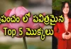 Top 5 Sacred Plants in the World - YUVARAJ infotainment, Top 5 Sacred Plants In The World,Importance Of Sacred Plants,Lotus,Yuvaraj Infotainment,Sacred Plants,Sacred Plants In India,Sacred Plants In The World,Most Sacred Plants,List Of Sacred Plants,Best Sacred Plants,Facts On Sacred Plants,Tulasi,Sacred Plants In Hindusim,Sacred Plants Importance,Sacred Plants In Christianity Religious Plants And Flowers,5 Sacred Trees In Vedas,Tulasi Plant Importance,Unknown Facts,Interesting Stories,Mango News,Mango News Telugu