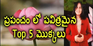 Top 5 Sacred Plants in the World - YUVARAJ infotainment, Top 5 Sacred Plants In The World,Importance Of Sacred Plants,Lotus,Yuvaraj Infotainment,Sacred Plants,Sacred Plants In India,Sacred Plants In The World,Most Sacred Plants,List Of Sacred Plants,Best Sacred Plants,Facts On Sacred Plants,Tulasi,Sacred Plants In Hindusim,Sacred Plants Importance,Sacred Plants In Christianity Religious Plants And Flowers,5 Sacred Trees In Vedas,Tulasi Plant Importance,Unknown Facts,Interesting Stories,Mango News,Mango News Telugu