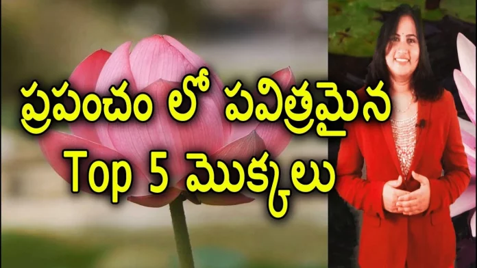 Top 5 Sacred Plants in the World - YUVARAJ infotainment, Top 5 Sacred Plants In The World,Importance Of Sacred Plants,Lotus,Yuvaraj Infotainment,Sacred Plants,Sacred Plants In India,Sacred Plants In The World,Most Sacred Plants,List Of Sacred Plants,Best Sacred Plants,Facts On Sacred Plants,Tulasi,Sacred Plants In Hindusim,Sacred Plants Importance,Sacred Plants In Christianity Religious Plants And Flowers,5 Sacred Trees In Vedas,Tulasi Plant Importance,Unknown Facts,Interesting Stories,Mango News,Mango News Telugu