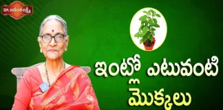 ఇంట్లో ఎటువంటి మొక్కలు పెంచాలి?,Best Plants to Grow at home,Indoor Plants,Dr Ananta Lakshmi,plants,importance of plants,tulasi,tulasi plant,important of tulasi plant,best plants for home,best plants,plants at home,home garden,outdoor plants,outdoor plants for home,curry leaves,curry leaves plant,significance of curry leaves plant,garden,best plants at home,unknown facts,home tips,best tips for home,ananta lakshmi videos