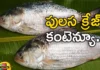 Know More About The Monsoon Legend Pulasa Fish and Its Origin Godavari Districts of AP,Know More About The Monsoon Legend Pulasa Fish,The Monsoon Legend Pulasa Fish,Pulasa Fish and Its Origin,Mango News,Mango News Telugu,East Godavari Pulasa Is A Monsoon Legend,Pulasa fish famous in Andhra Pradesh,Monsoon Seasons Favourite Fish,Pulasa Fish,Godavari Districts Pulasa Fish,Pulasa Fish,Pulasa Fish,Godavari Pulasa Fish,Godavari Districts of AP