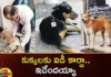 Stray Dogs at Indias Mumbai Airport Gets Aadhaar Card With QR Code,Stray Dogs at Indias Mumbai Airport,Stray Dogs at Airport Gets Aadhaar Card,Stray Dogs With QR Code,Stray Dogs at Mumbai Airport,Mango News,Mango News Telugu,20 stray dogs at Mumbai airport,ID card for dogs,Dogs, Street Dogs, Mumbai Dogs,Dogs at Indias Mumbai Airport,Indias Mumbai Airport Latest News,Indias Mumbai Airport Latest Updates,Stray Dogs at Airport Latest News,Stray Dogs With QR Code News Today,Stray Dogs With QR Code Latest News