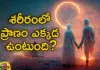 Do You Know What Happens After Lost Life Where It Goes From Us,What Happens After Lost Life,Lost Life Where It Goes,Lost Life Goes From Us,Do You Know After Lost Life,Mango News,Mango News Telugu,Do you know where life goes after we die, Where is life in the body, If the part gets damaged or dies,Group of Biological Processes or Reactions,Where Does the Soul Go Immediately,What Physically Happens,Methods of Estimation