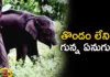 Elephant Calf Without Trunk Spotted by Forest Officers in Kerala,Elephant Calf Without Trunk,Elephant Without Trunk Spotted by Forest Officers,Forest Officers in Kerala,Mango News,Mango News Telugu,forest officials stationed in the dense forests,Sighting an elephant calf without a trunk,Traverse between Kerala and Tamil Nadu,A Strange thing in the Forests of Kerala, an Elephant without a Trunk, Elephant, Kerala Elephant,Elephant Calf Without Trunk News,Elephant Without Trunk Latest News,Elephant Without Trunk Live Updates