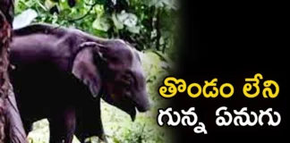 Elephant Calf Without Trunk Spotted by Forest Officers in Kerala,Elephant Calf Without Trunk,Elephant Without Trunk Spotted by Forest Officers,Forest Officers in Kerala,Mango News,Mango News Telugu,forest officials stationed in the dense forests,Sighting an elephant calf without a trunk,Traverse between Kerala and Tamil Nadu,A Strange thing in the Forests of Kerala, an Elephant without a Trunk, Elephant, Kerala Elephant,Elephant Calf Without Trunk News,Elephant Without Trunk Latest News,Elephant Without Trunk Live Updates