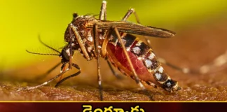 Dengue Fever Three Effective Home Remedies You Must Try,Dengue Fever Three Effective Home Remedies,Effective Home Remedies You Must Try,Dengue Fever,Mango News,Mango News Telugu,correct medicine for dengue, medicine, Papaya leaf in dengue treatment ,Papaya leaf ,dengue treatment,Dengue Fever Remedies,Effective Home Remedies,Dengue Fever Latest News,Dengue Fever Latest Updates,Dengue Fever Live News