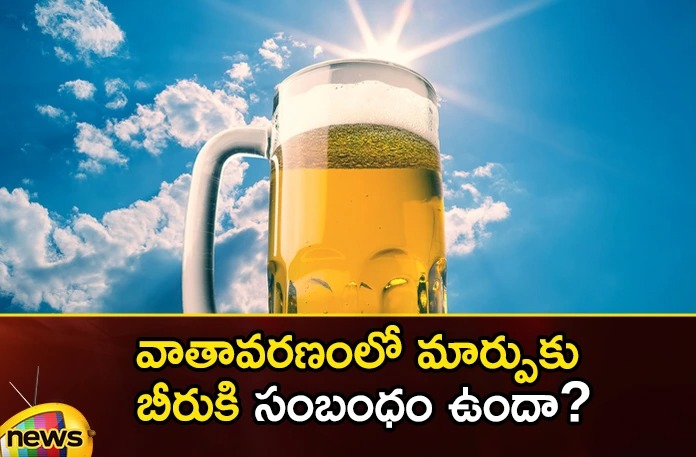 Climate change on the taste of beer..what does the latest research say? Climate change on the taste of beer what does the latest research say,Climate change on the taste of beer,what does the latest research say,taste of beer,Mango News,Mango News Telugu,beer, bitter taste to beer, climate change, flower in Europe,Attention Beer Lovers, Climate change could soon affect, Hop flowers, journal Nature Communications,Climate change on beer Latest News,Climate change on beer Latest Update