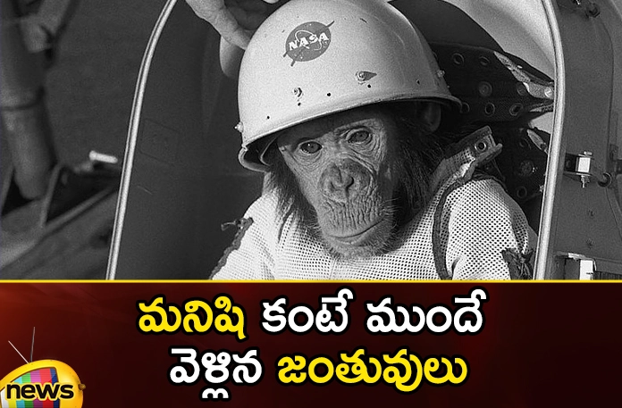 Do you know which creatures have gone into space so far? Do You Know Which Creatures Have Gone Into Space So Far,Animals In Space,10 Animals That Have Been To Space,List Of Animals That Have Been To Space,Mango News,Mango News Telugu,First Animal In Space,First Cat In Space,First Dog In Space,Space Exploration,Animals Still Being Sent Into Space,Ants, Cats, Frogs, Jellyfish,Fruit Flies,First Animal In Space