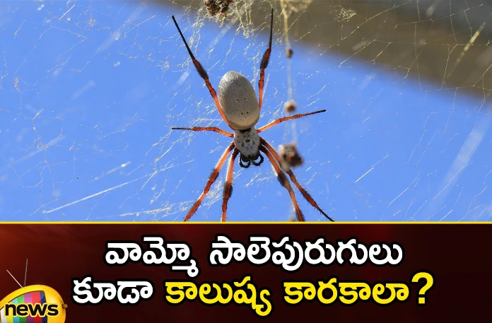 Spiders carrying pollution up the food chain: study Spiders carrying pollution up the food chain study,Spiders carrying pollution,pollution up the food chain,food pollution study,Mango News,Mango News Telugu,Are spiders polluters, Spiders, food chain, study,Mercury is a harmful metal,Spider Webs as Pollution Indicators,Mercury,Are spiders polluters Latest News,Are spiders polluters Latest Updates,Are spiders polluters Live News