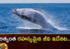 Interesting facts about the blue whale in the ocean,Interesting facts about the blue whale,facts about the blue whale in the ocean,blue whale in the ocean,Mango News,Mango News Telugu,Interesting Facts,Interesting facts about the blue whale,blue whale in the ocean,blue whale Interesting facts, in the ocean,blue whale,Blue whales are the largest creatures,blue whale facts Latest News,blue whale facts Latest Updates,blue whale facts Live News
