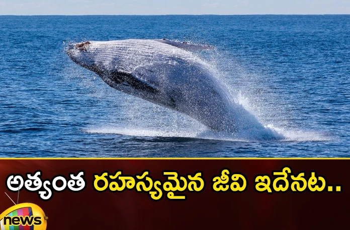 Interesting facts about the blue whale in the ocean Interesting facts about the blue whale in the ocean,Interesting facts about the blue whale,facts about the blue whale in the ocean,blue whale in the ocean,Mango News,Mango News Telugu,Interesting Facts,Interesting facts about the blue whale,blue whale in the ocean,blue whale Interesting facts, in the ocean,blue whale,Blue whales are the largest creatures,blue whale facts Latest News,blue whale facts Latest Updates,blue whale facts Live News