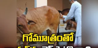Can Cow Urine cure diseases,Can cow urine cure,Cow Urine cure diseases,IVRI,Cow Urine cure diseases, Cow Urine consumption, Ayurveda,science,Mango News,Mango News Telugu,The use of cow dung and urine,Chemotherapeutic potential,Benefits of Cow Urine,Miraculous Benefits of Cow Urine,Cow Urine Latest News,Cow Urine Latest Updates,Cow Urine Cure Latest Updates