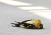 Death Of Migratory Birds Due To Heat Wave, Death Of Migratory Birds, Heat Waves Effects To Migratory Birds, Birds are falling from the sky, Migratory bird collapses due to heat, Summer Problems To Birds, High Percentage Of Temperature, Heat Waves, Birds, Birds Dying While Traveling, Migratory Birds, Global Warming, Hot Weather, Mango News, Mango News Telugu