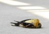 Death Of Migratory Birds Due To Heat Wave, Death Of Migratory Birds, Heat Waves Effects To Migratory Birds, Birds are falling from the sky, Migratory bird collapses due to heat, Summer Problems To Birds, High Percentage Of Temperature, Heat Waves, Birds, Birds Dying While Traveling, Migratory Birds, Global Warming, Hot Weather, Mango News, Mango News Telugu