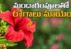 Diseases Are Cured With Hibiscus Flowers,Diseases Are Cured With Hibiscus,Cured With Hibiscus Flowers,Hibiscus Flowers,Hibiscus,Diseases, Benefits of Hibiscus,Health benefits and risks,Hibiscus Uses, Hibiscus Benefits,Live Updates,Politics,Political News, Mango News, Mango News Telugu
