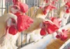 Exciting News For Non Veg Lovers, Non Veg Lovers, Good News for Non Veg Lovers, Live Chicken Rate, Sravana Masam, Chicken Rates Are Down, Chicken Prices, Hyderabad, Non Veg Lovers, Reduced Chicken Rates, Health Tips, Healthy Food, Healthy Diet, Fitness, Mango News, Mango News Telugu