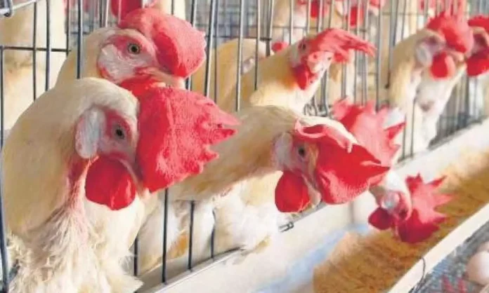 Exciting News For Non Veg Lovers, Non Veg Lovers, Good News for Non Veg Lovers, Live Chicken Rate, Sravana Masam, Chicken Rates Are Down, Chicken Prices, Hyderabad, Non Veg Lovers, Reduced Chicken Rates, Health Tips, Healthy Food, Healthy Diet, Fitness, Mango News, Mango News Telugu