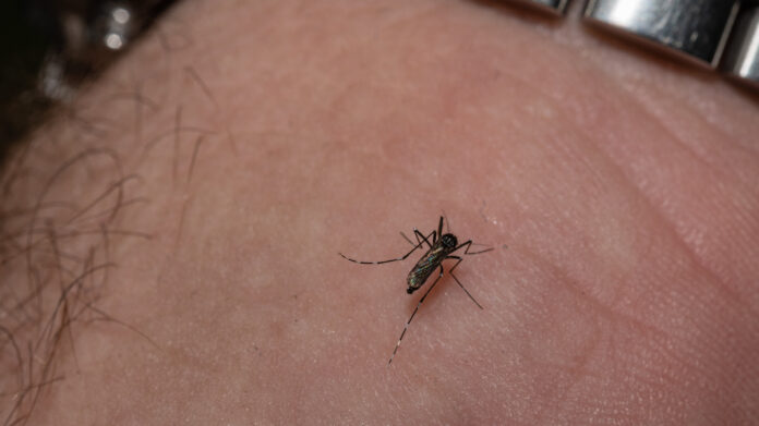 Triple E Virus Alert, Lock Down, Lock Down Again In America, Symptoms Of The Triple E Virus, Triple E Mosquito Virus, Mosquito Virus, Rare Mosquito Disease America, Eastern Equine Encephalitis, Deadly Mosquito Virus EEE, EEE Virus, EEE Treatment, New York, America, USA, America News, America Live Updates, National News, International News, Live Updates, Breaking News, Headlines, Live News, Mango News, Mango News Telugu