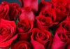 Health Even With Roses,Diseases Are Removed With Rose Flowers,Rose Flowers,Mango News,Mango News Telugu,Health Benefits Of Rose,Health Benefits Of Roses,Roses Health Benefits,Rose Tea,Health Tips,Health Facts,Beauty Tips,Rose Flowers,Rose Flowers Benefits,Health Benefits And Uses Of Rose Flower,Health Benefits Of Rose Petals For Skin,Best Use Of Rose,Health Benefits Of Rose Petals For Skin,Uses Of Rose Flower,Rose Flower Uses And Benefits,Rose Petals Benefits For Skin,Benefits Of Rose Plant In Home,Benefits Of Rose Petals,Health Tips In Telugu,Roses Health Benefits In Telugu,Rose Tea Health Benefits,Rose Water Health Benefits,Health Facts Of Roses,Beauty Tips With Flowers In Telugu,Health Benefits Of Eating Rose Petals,Rose Tea Recipe,Benefits Of Rose Tea