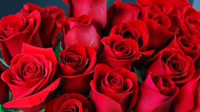 Health Even With Roses,Diseases Are Removed With Rose Flowers,Rose Flowers,Mango News,Mango News Telugu,Health Benefits Of Rose,Health Benefits Of Roses,Roses Health Benefits,Rose Tea,Health Tips,Health Facts,Beauty Tips,Rose Flowers,Rose Flowers Benefits,Health Benefits And Uses Of Rose Flower,Health Benefits Of Rose Petals For Skin,Best Use Of Rose,Health Benefits Of Rose Petals For Skin,Uses Of Rose Flower,Rose Flower Uses And Benefits,Rose Petals Benefits For Skin,Benefits Of Rose Plant In Home,Benefits Of Rose Petals,Health Tips In Telugu,Roses Health Benefits In Telugu,Rose Tea Health Benefits,Rose Water Health Benefits,Health Facts Of Roses,Beauty Tips With Flowers In Telugu,Health Benefits Of Eating Rose Petals,Rose Tea Recipe,Benefits Of Rose Tea