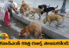 Feeding Street Dogs New Rules Of GHMC, Feeding Street Dogs, New Rules Of GHMC, GHMC New Rules, Street Dogs New Rules, Feeding Street Dogs?, GHMC, Street Dogs, GHMC Street Dogs Rules, New Rules For Street Dogs, Hyderabad, Hyderabad Live Updates, Latest Hyderabad News, Telangana, TS Politics, TS Live Updates, Political News, Mango News, Mango News Telugu