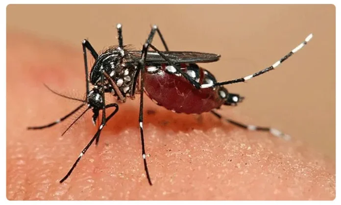 Dengue Fever Cases On The Rise In Telangana, Dengue Fever Cases, Dengue Cases Rise In Telangana, Telangana Dengue Cases, Dengue Fever Effects In Telangana, Dengue, Dengue Control In Telangana, Dengue Fever, Telangana, Fevers In Telangana, Health News, Health Tips, Healthy Food, Healthy Diet, Fitness, Mango News, Mango News Telugu