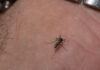 Triple E Virus Alert, Lock Down, Lock Down Again In America, Symptoms Of The Triple E Virus, Triple E Mosquito Virus, Mosquito Virus, Rare Mosquito Disease America, Eastern Equine Encephalitis, Deadly Mosquito Virus EEE, EEE Virus, EEE Treatment, New York, America, USA, America News, America Live Updates, National News, International News, Live Updates, Breaking News, Headlines, Live News, Mango News, Mango News Telugu