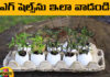 Do Not Throw Egg Shells, Egg Shells, There Are Many Uses For Egg Shells, Use Egg Shells Like This, Egg Shells Uses, Eggs, Egg Shells Benefits, Eggshells for Your Garden, Egg Shells Powder, Egg Shells For Plants, Health Tips, Healthy Food, Healthy Diet, Fitness, Mango News, Mango News Telugu
