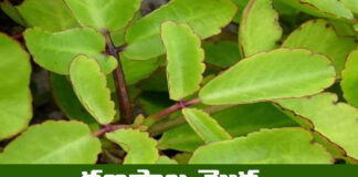 So Many Ayurvedic Medicinal Properties Of Ranapala Plant, Ayurvedic Medicinal Properties, Ayurvedic Medicine, Medicinal Properties Of Ranapala Plant, So Many Ayurvedic Medicinal Properties, Ranapala Plant Medicinal Properties, Medicinal Properties, A Mine Of Medicines, Ranpala Plant, Nature Medicines, Health Tips, Healthy Food, Healthy Diet, Fitness, Mango News, Mango News Telugu