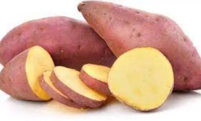 It Is Good To Eat Sweet Potato In Rainy Season, Eat Sweet Potato In Rainy Season, Sweet Potato Health Benefits, Sweet Potato Advantages, Health Benefits Of Sweet Potatoes., It Is Good To Eat Sweet Potato, Rainy Season, Vegetables During Monsoon, Health News, Health Tips, Healthy Food, Healthy Diet, Fitness, Mango News, Mango News Telugu