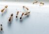 Get Rid Of Ants Like This, Ants, Are Ants Annoying, Get Rid Of, Sugar, Sweets, Get Rid of Ants, How To Get Rid Of Ants, How To Remove Ants From House, Get Rid Of Ants In Your Home, Tips For Ants Control, Tips Stop Ants, Live News, Mango News, Mango News Telugu