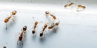 Get Rid Of Ants Like This, Ants, Are Ants Annoying, Get Rid Of, Sugar, Sweets, Get Rid of Ants, How To Get Rid Of Ants, How To Remove Ants From House, Get Rid Of Ants In Your Home, Tips For Ants Control, Tips Stop Ants, Live News, Mango News, Mango News Telugu