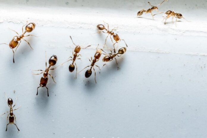 Get Rid Of Ants Like This, Ants, Are Ants Annoying, Get Rid Of, Sugar, Sweets, Get Rid of Ants, How To Get Rid Of Ants, How To Remove Ants From House, Get Rid Of Ants In Your Home, Tips For Ants Control, Tips Stop Ants, Live News, Mango News, Mango News Telugu
