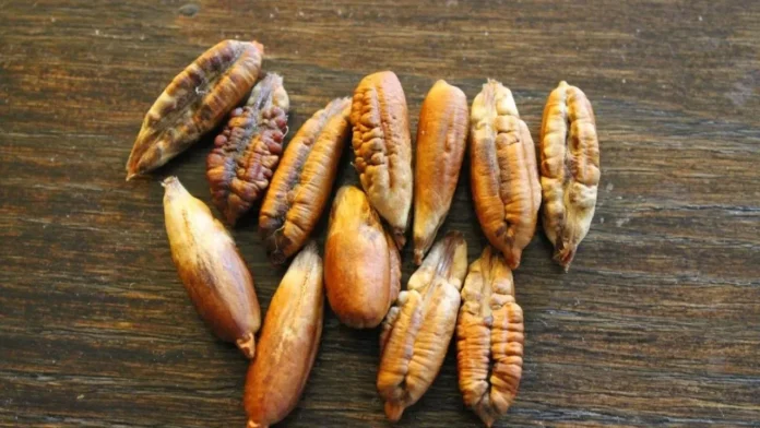 Diabetes Can Be Checked With These, Diabetes Causes, Apricot Seeds, Date Seeds Powder, Diabetes Can Be Checked, Karakkaya Juice, Nuts That Cure Diabetes, Date Seeds And Its Many Uses, Date Seeds Benefits, Date Seeds Uses, Tips For Diabetes, Health News, Health Tips, Healthy Food, Healthy Diet, Fitness, Mango News, Mango News Telugu