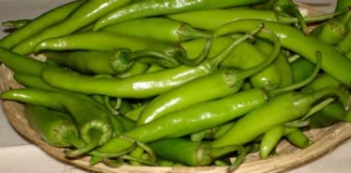 Experts Say That Chili Is Good For Health, Health Benefits of Chili, Chili Pepper Benefits, Benefits Of Eating Chili, Advantages Of Eating Chili, Chili Is Good For Health, Green Chillies, Chili Health Benefits, Uses Of Eating Chili, Health News, Health Tips, Healthy Food, Healthy Diet, Fitness, Mango News, Mango News Telugu