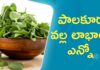 Why Spinach Is Called A Superfood Protein Diet, Superfood Protein Diet, Superfood, Protein Diet, Spinach is called a Superfood, Spinach Nutrition Facts, Health Benefits of Spinach, Latest Health Tips 2024, Mango Life, Protein Diet, Why Spinach Is Called A Superfood?, Health News, Health Tips, Healthy Food, Healthy Diet, Fitness Tips, Mango News, Mango News Telugu