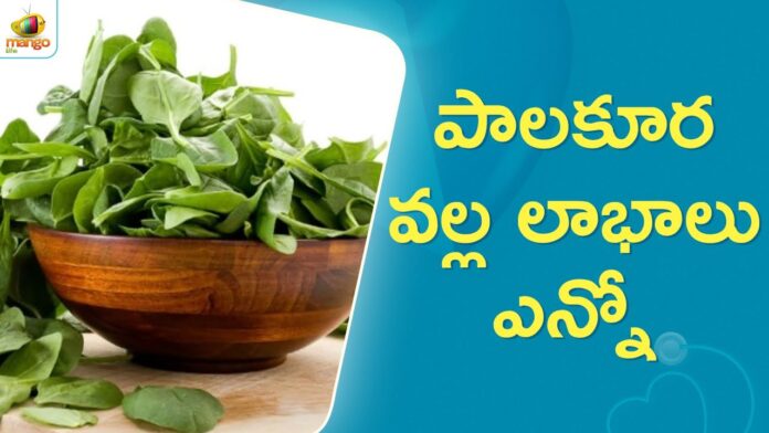 Why Spinach Is Called A Superfood Protein Diet, Superfood Protein Diet, Superfood, Protein Diet, Spinach is called a Superfood, Spinach Nutrition Facts, Health Benefits of Spinach, Latest Health Tips 2024, Mango Life, Protein Diet, Why Spinach Is Called A Superfood?, Health News, Health Tips, Healthy Food, Healthy Diet, Fitness Tips, Mango News, Mango News Telugu