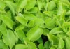 Vamu Leaf Is Really Like A Diamond, Benefits Of Vamu Leaf, Advantages Of Vamu Leaf, Vamu Leaf For Health, Vamu Aku, Vamu Aku Filters All The Blood, Vamu Leaf, Effects Of Vamu Leaf, Health, Health News, Health Tips, Healthy Food, Healthy Diet, Fitness, Mango News, Mango News Telugu