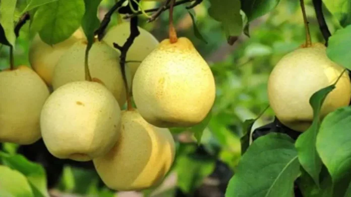 Do You Know The Uses Of Pear Fruit, Uses Of Pear Fruit, Pears, Pears Is A Wonder Medicine For Diabetic Patients, Pomegranate, Uses Of Pear Fruit, Pear Fruit, Health and Nutrition Benefits of Pears, Benefits of Pears, Pear Fruit For Health, Health, Health News, Health Tips, Healthy Food, Healthy Diet, Fitness, Mango News, Mango News Telugu