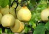 Do You Know The Uses Of Pear Fruit, Uses Of Pear Fruit, Pears, Pears Is A Wonder Medicine For Diabetic Patients, Pomegranate, Uses Of Pear Fruit, Pear Fruit, Health and Nutrition Benefits of Pears, Benefits of Pears, Pear Fruit For Health, Health, Health News, Health Tips, Healthy Food, Healthy Diet, Fitness, Mango News, Mango News Telugu